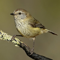 Striated Thornbill